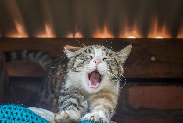 ¿Cómo enseñarle trucos básicos a tu gato de manera efectiva?