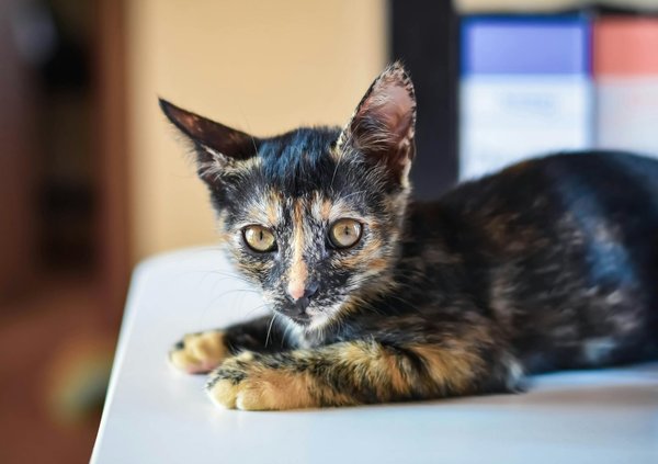 ¿Qué tipo de ejercicio necesita un perro de raza grande?