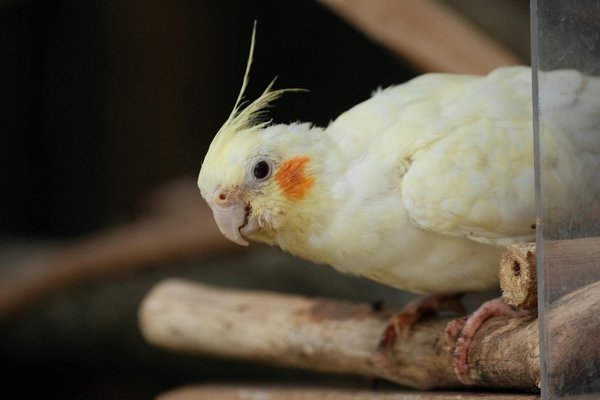 ¿Cómo puedo ayudar a mi perro a adaptarse a un cambio en su entorno?